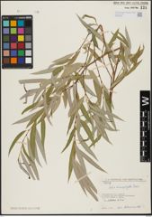 Foto von Salix acmophylla Boiss.